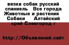 вязка собак русский спаниель - Все города Животные и растения » Собаки   . Алтайский край,Славгород г.